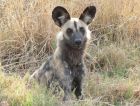 African wild dog