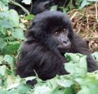 Juvenile gorilla